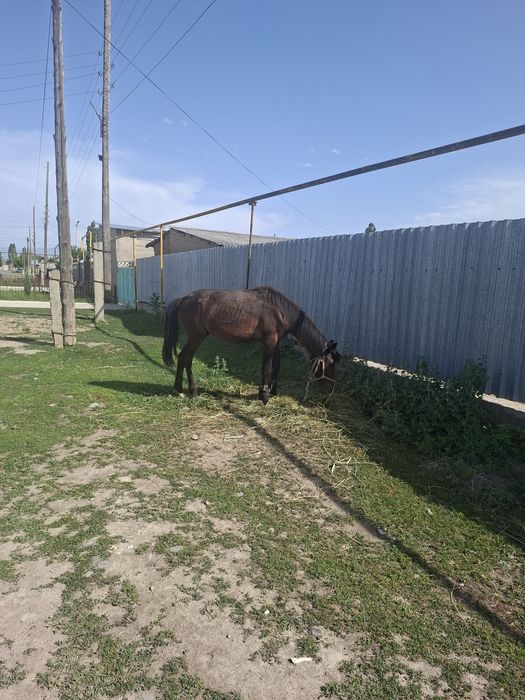 Продам 2жасар тай