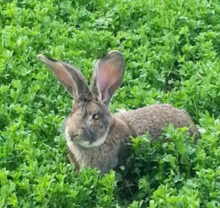 Продавам зайци порода БЕЛГИЙСКИ ВЕЛИКАН чистокръвни,цена по договаряне