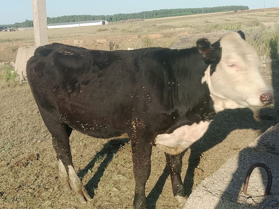 Продам две телки.глубоко стельные..