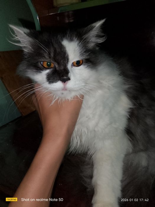 Пародали пародаси сибериски