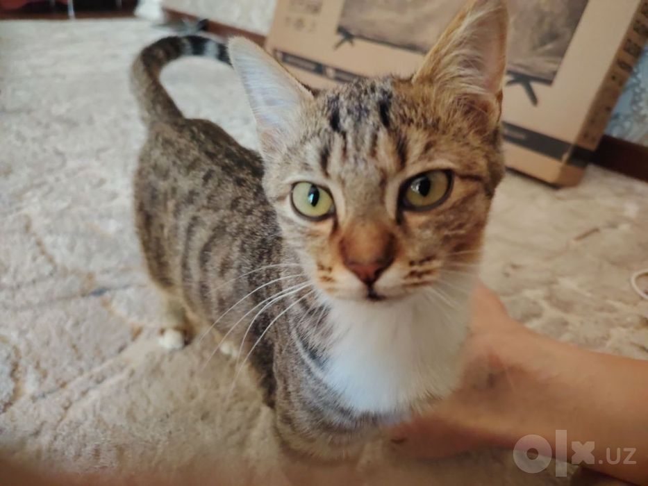 Кошка, котёнок mushukcha в добрые руки