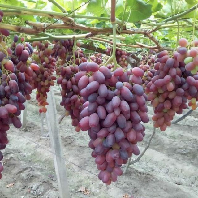 21 sutx hovli sotiladi