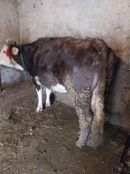 Vacă gestantă de vânzare