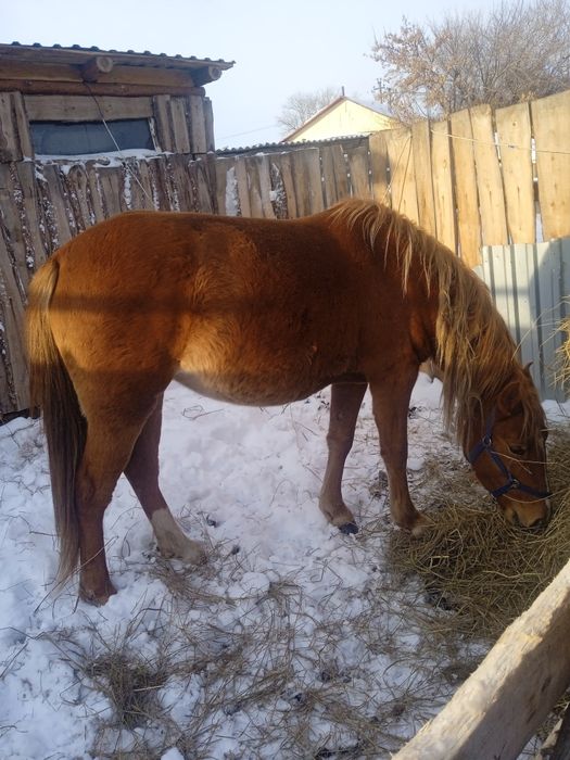 Продам срочно кобылку