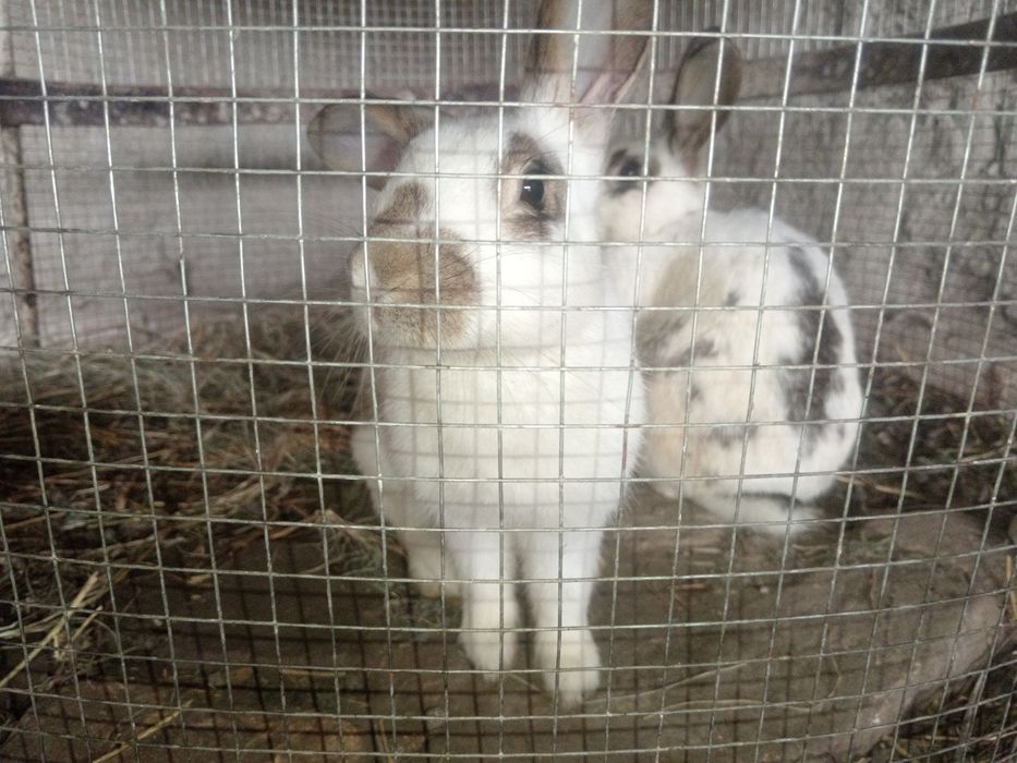 Куенлар сотилади.