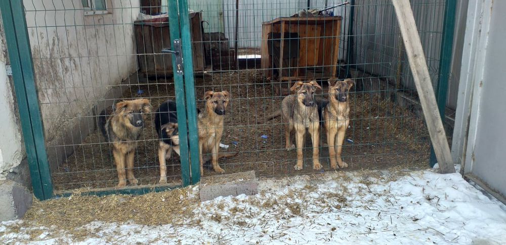 Отдам щенков 8 месяцев