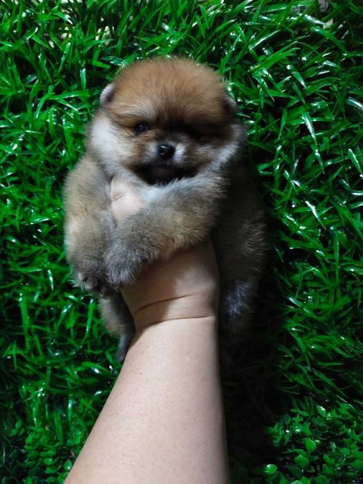 Померанский. Шпиц