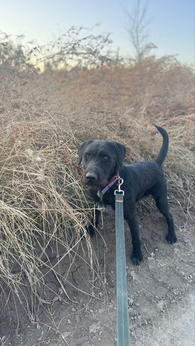 Дратхаар рабочи по перу