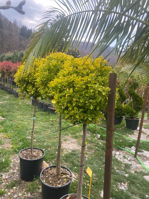 Plante Ornamentale pentru Case si Vile