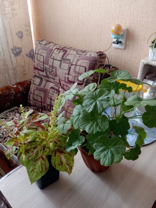 Цветы комнатные продажа