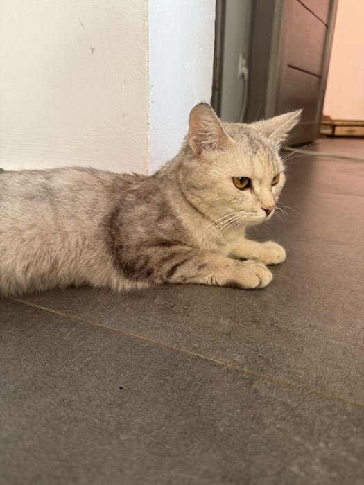 Кошка британски кортка шерстая