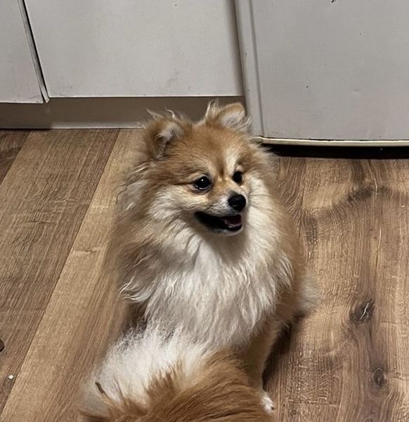 Щенок шпиц девочка