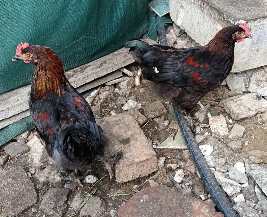 Găini marans de vanzare