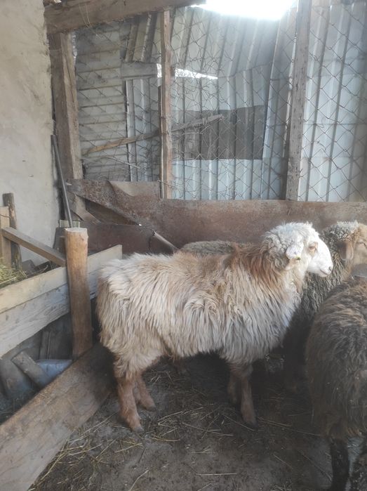 Продам два барана