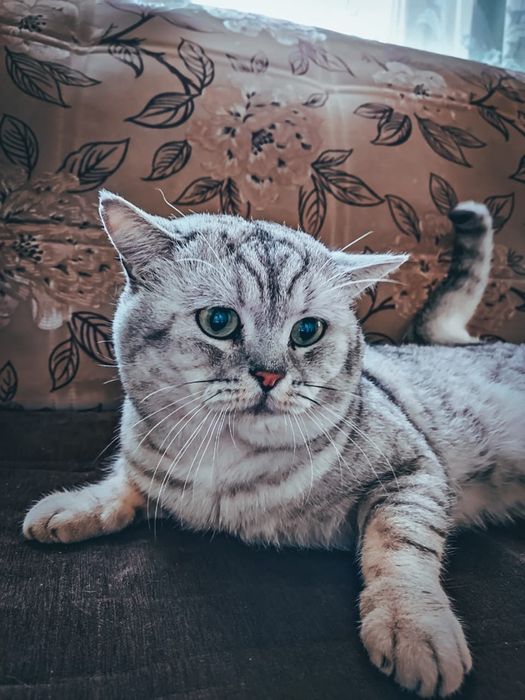 Кот на вязку британец