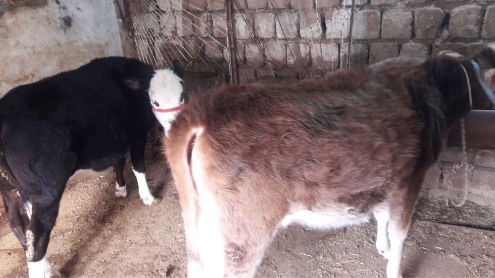 Ikkalasi bir joyda sotiladi parodali mollar