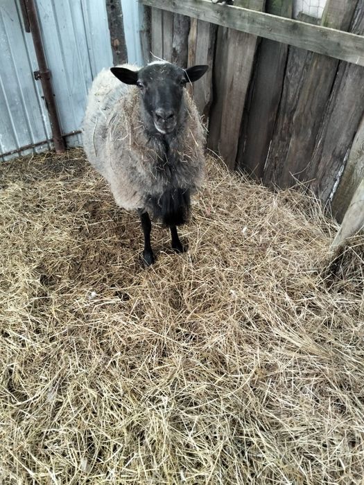 Mascul romanov un an și 8 luni