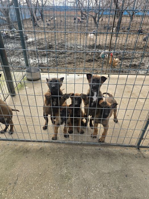 Белгийски овчарки-Малиноа