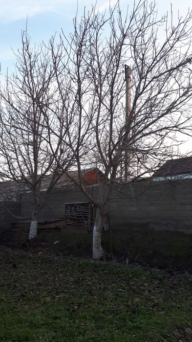 Ёнғоқ дарахти 1 жуфт сотилади