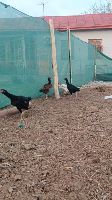 Dakan tovuqlar sotiladi