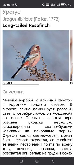 Продам птиц певчих