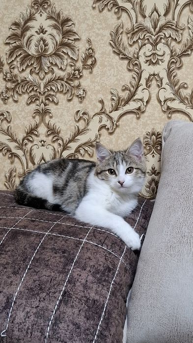 Пристраивается в добрые руки