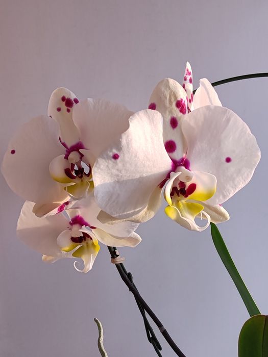 Орхидея фаленопсис