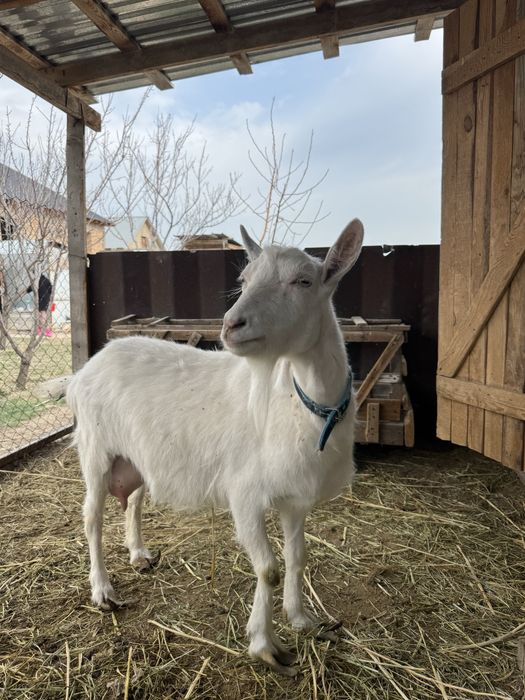 Заненский коза занен ешкі