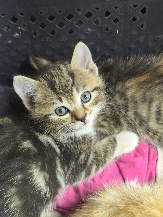 Отдам котят в добрые руки