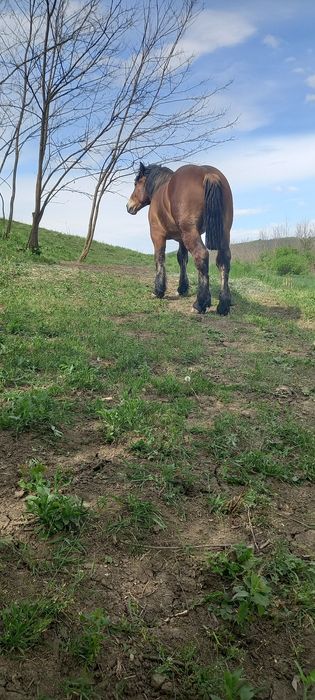 Vând mânz de 1 an și două luni