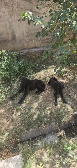 Продам щенков Тазы