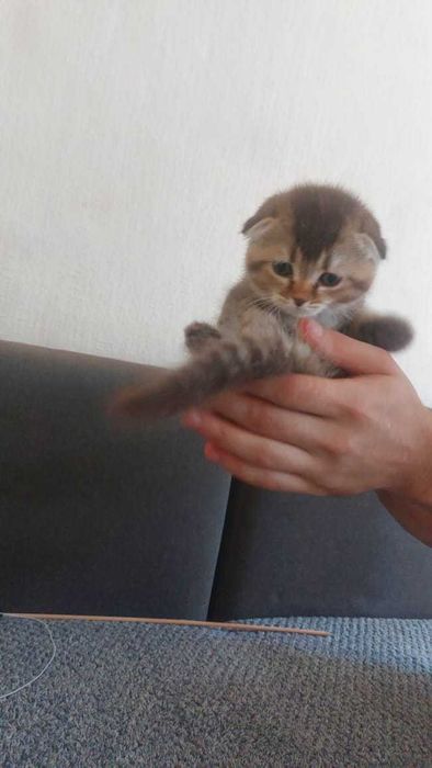 Шикарные Шотландские котята