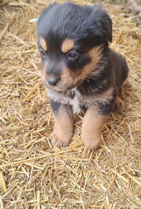 Ofer cățeluși metis rottweiler