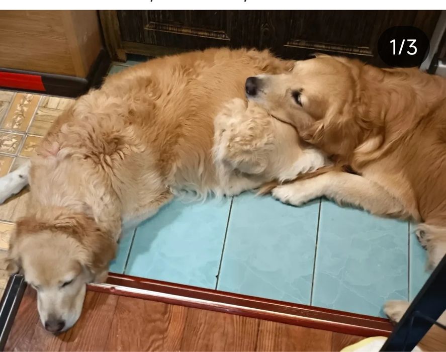 Продается Голден ретривер