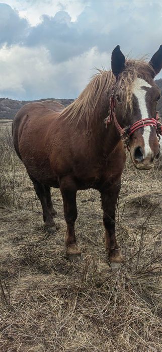 Vând Iapa de  6 ani