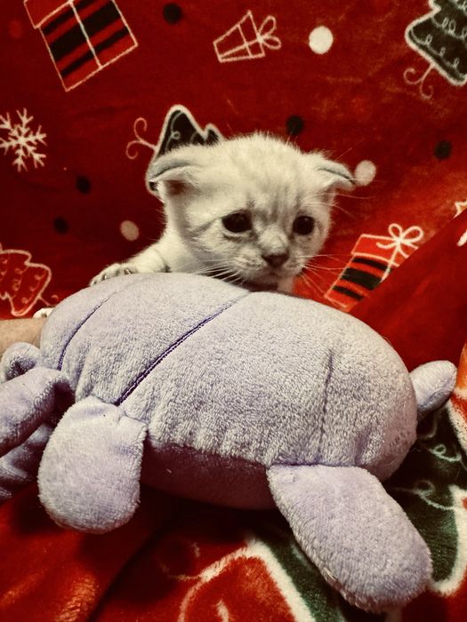 Продаются котята