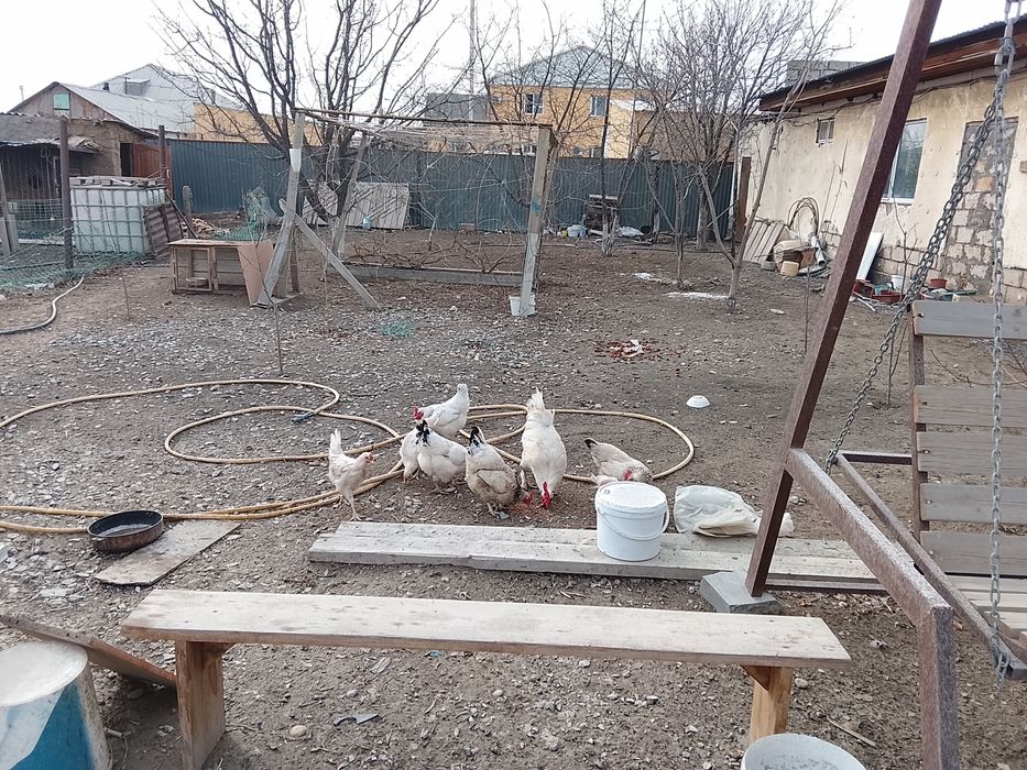 Куры, балапандар