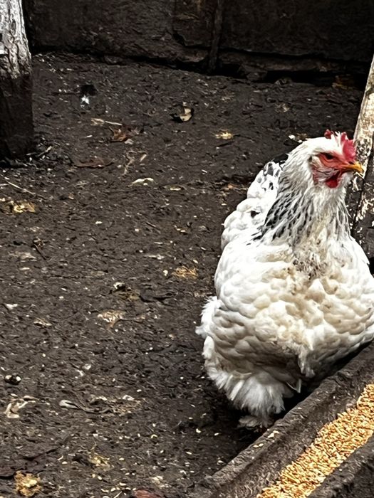 pasari de rasa   grea de frumusete