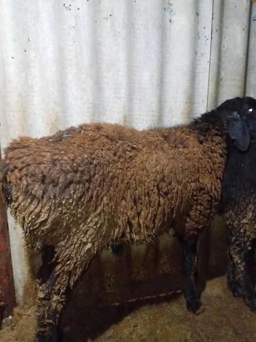 ВКонтакте желісінде порно топтар ашылады