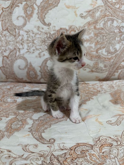 Котенок 1 месяц