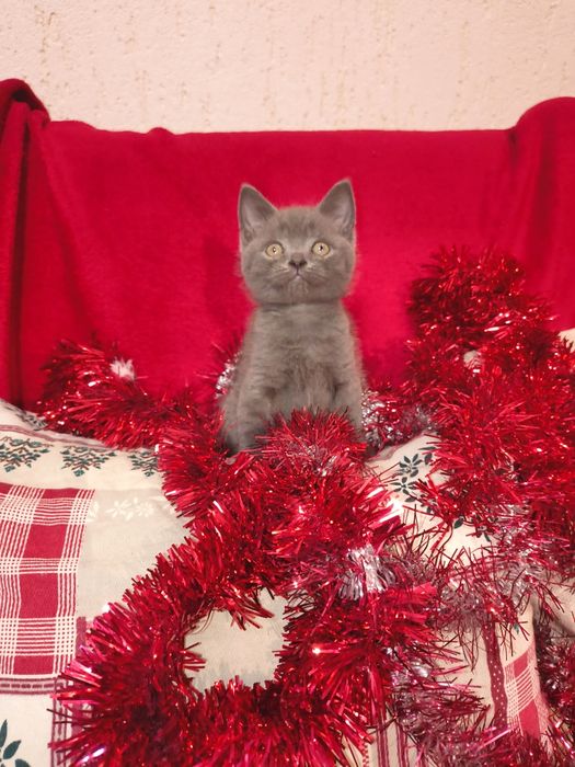 British short hair blue