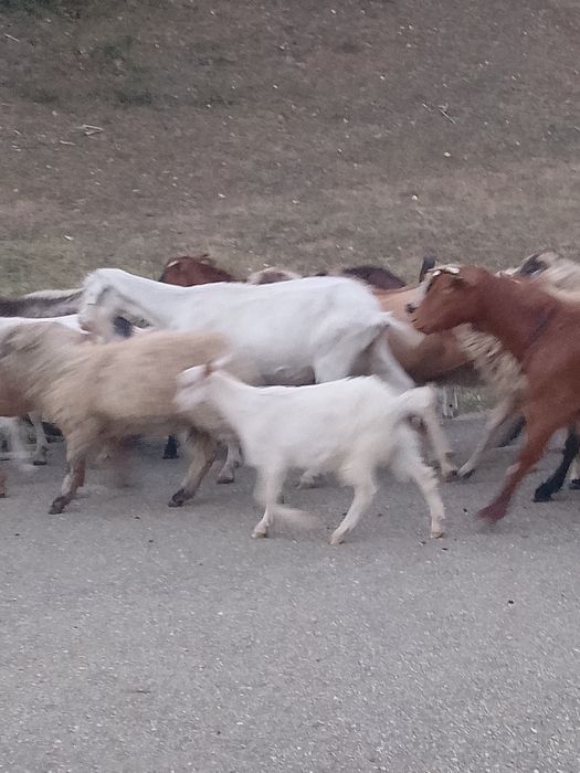 De vânzare 5 capre