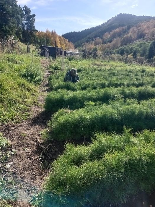 Ёлки голубые, сосна20-30см