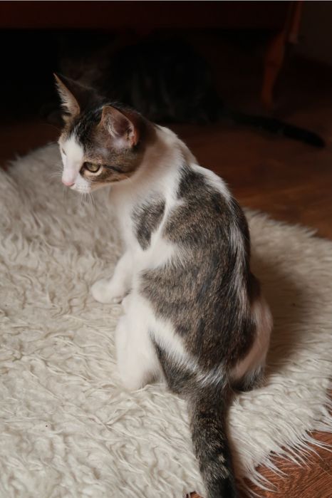 Котенок 3 месяца
