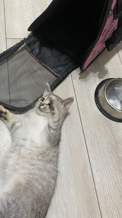 кошка бесплатно домашние