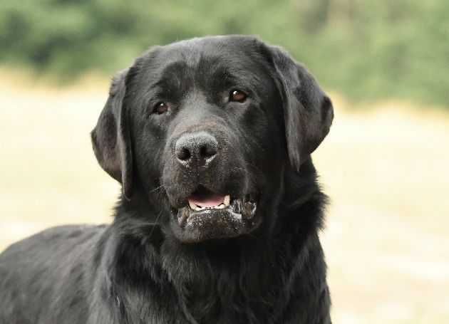 catel labrador calitate deosebita