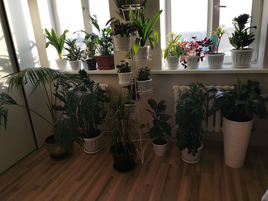 Продам комнатные цветы.