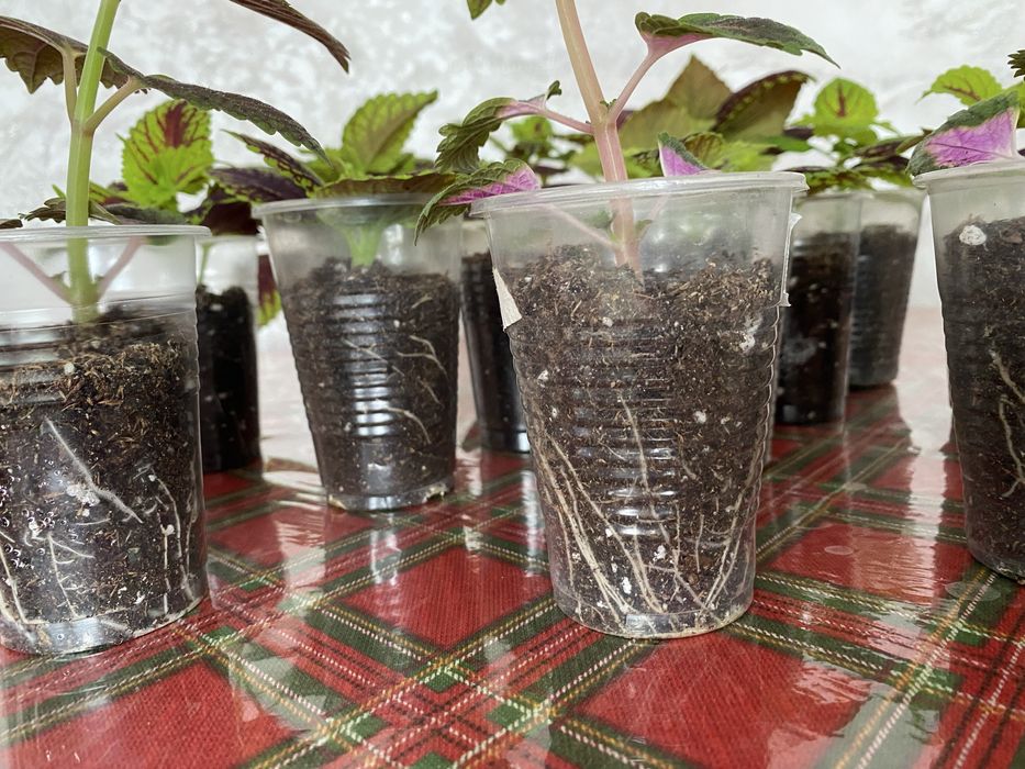 Продам Колеус необычный цветок