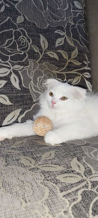 Вислоухие британские котята