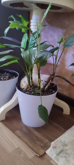 Продам породистых котят